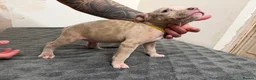 American Bully dogs for sale: American pocket bully puppies for sale 🐾 - Advert 25