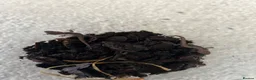 Gecko reptiles for sale: Baby Mourning Geckos - Advert 1