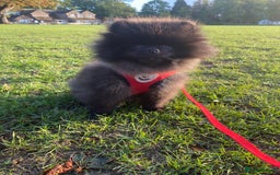 Pomeranian dogs for sale: Beautiful boy Pomeranian puppy 💙 - Image 7