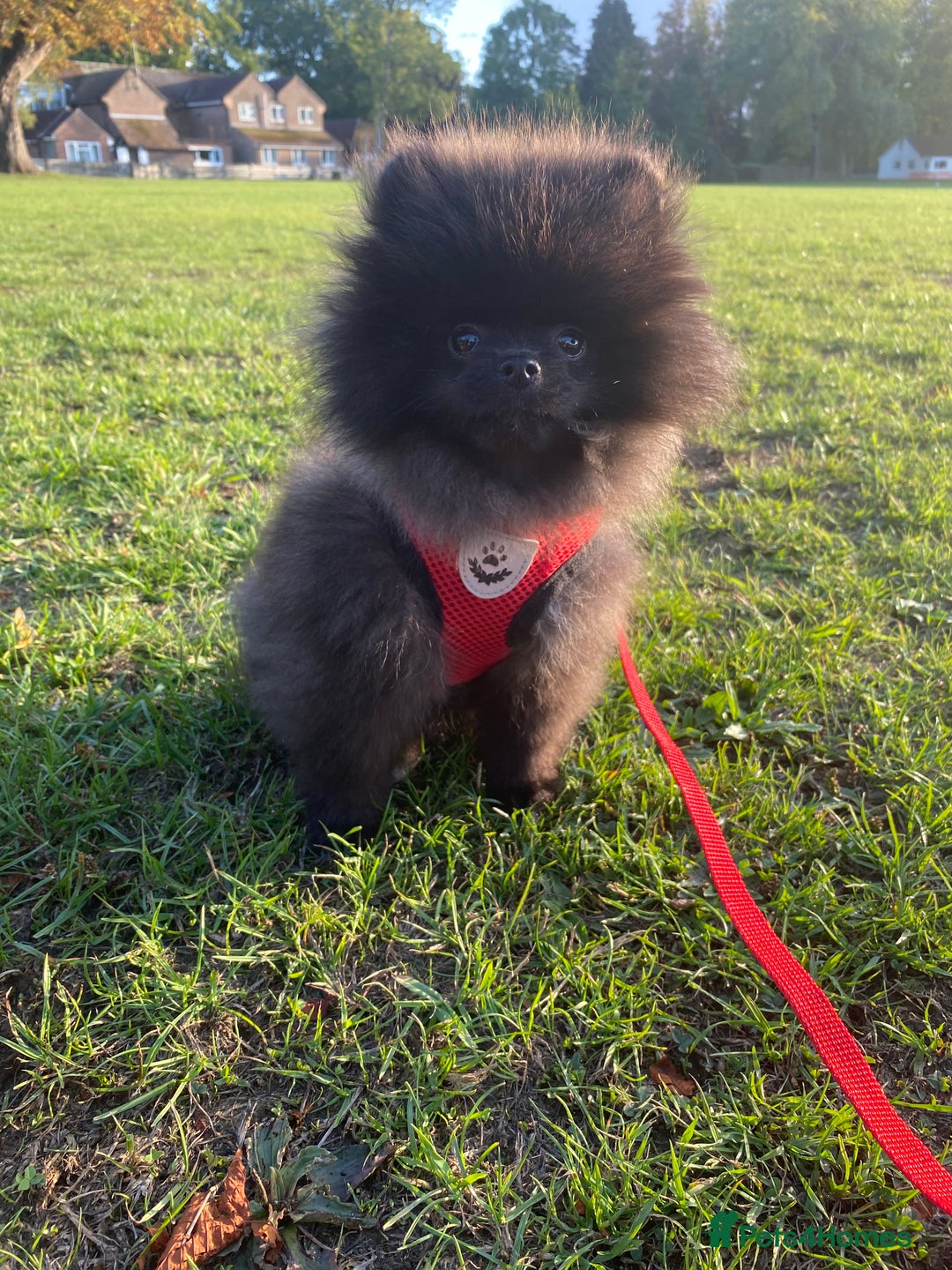 Pomeranian dogs for sale: Beautiful boy Pomeranian puppy 💙 - Image 7