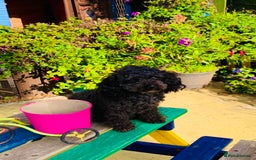 Schnoodle dogs for sale: Miniture schnoodle puppies!! - Advert 10