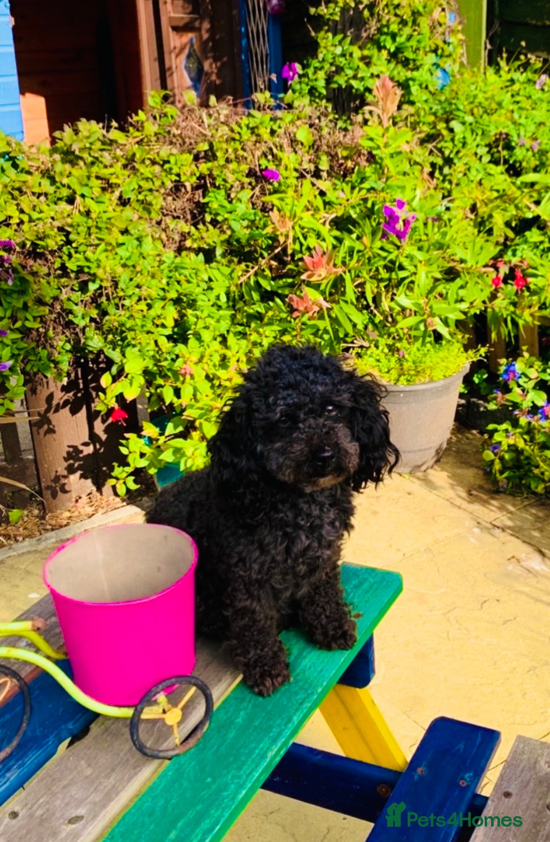 Schnoodle dogs for sale: Miniture schnoodle puppies!! - Advert 10