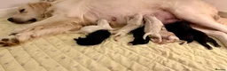 Goldendoodle dogs for sale: Mesmerising miniature golden doodle babys - Advert 19