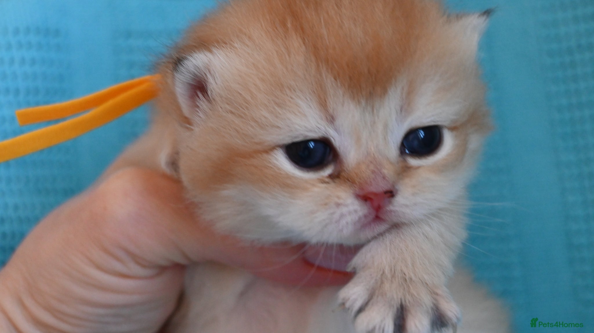 British Shorthair cats BSH Golden kittens from Champions Line 🏆 - Advert 2