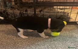 Jack Russell dogs for sale: Stunning Jack Russell puppies  - Image 5