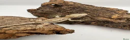 Gecko reptiles for sale: Baby gargoyle gecko mix morphs  - Advert 8