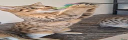 Savannah cats for sale: SAVANNAH TICA SBTF6 MERCURY SILVER - Advert 4
