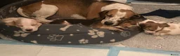 Beagle dogs for sale: Beautiful Beagle Puppes - Loving Homes Wanted in Christchurch - Advert 8