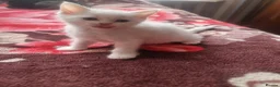 Mixed Breed cats for sale: Kittens - Advert 6