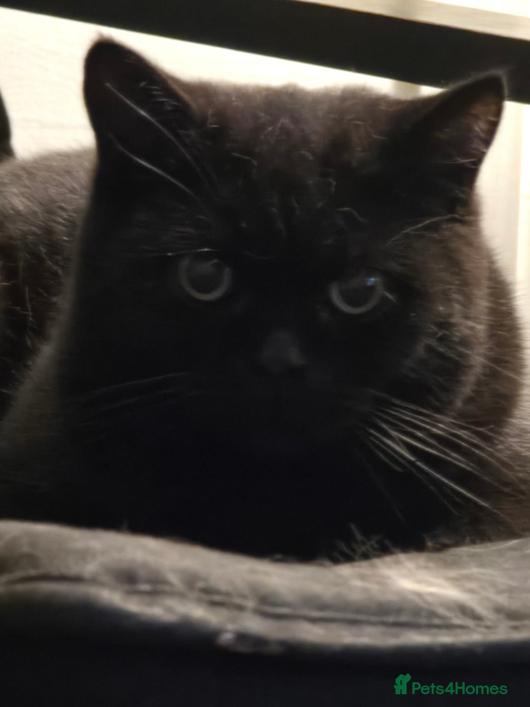 British Shorthair cats for sale: Black british short hair  - Image 5
