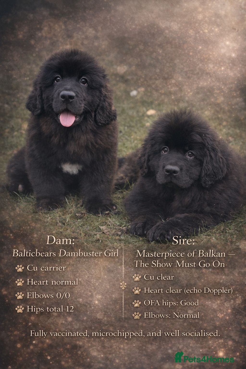 Newfoundland dogs BALTICBEARS NEWFOUNDLANDS - Advert 1