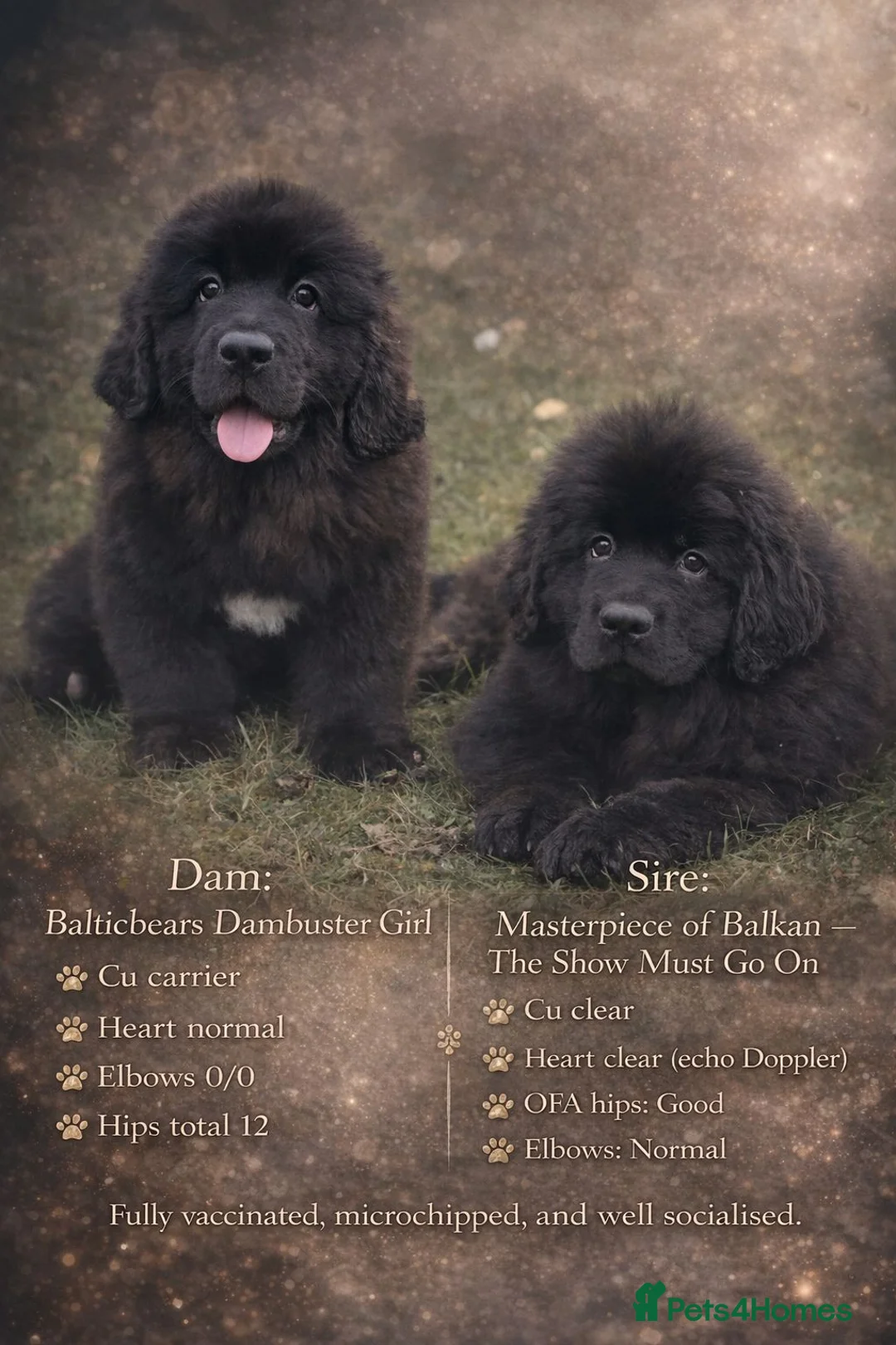 Newfoundland dogs for sale: BALTICBEARS NEWFOUNDLANDS - Advert 1