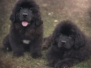Newfoundland dogs BALTICBEARS NEWFOUNDLANDS - Advert 1