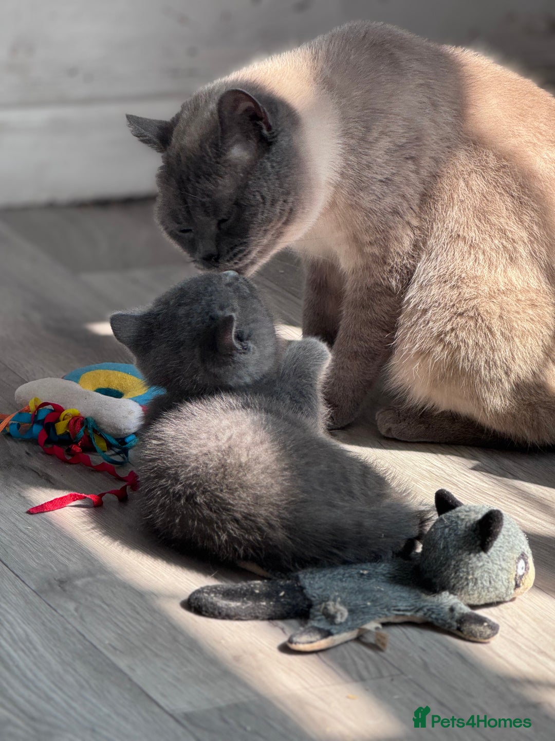 British Shorthair cats for sale: Chunky BSH Kittens - Image 6