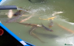 Koi Carp fish for sale: Japanese koi carp - Image 10