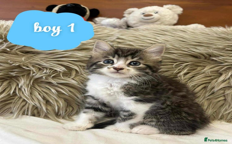 Mixed Breed cats ❤️Kittens for Sale❤️  - Advert 10