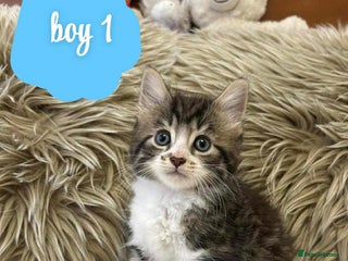 Mixed Breed cats ❤️Kittens for Sale❤️ - Advert 6