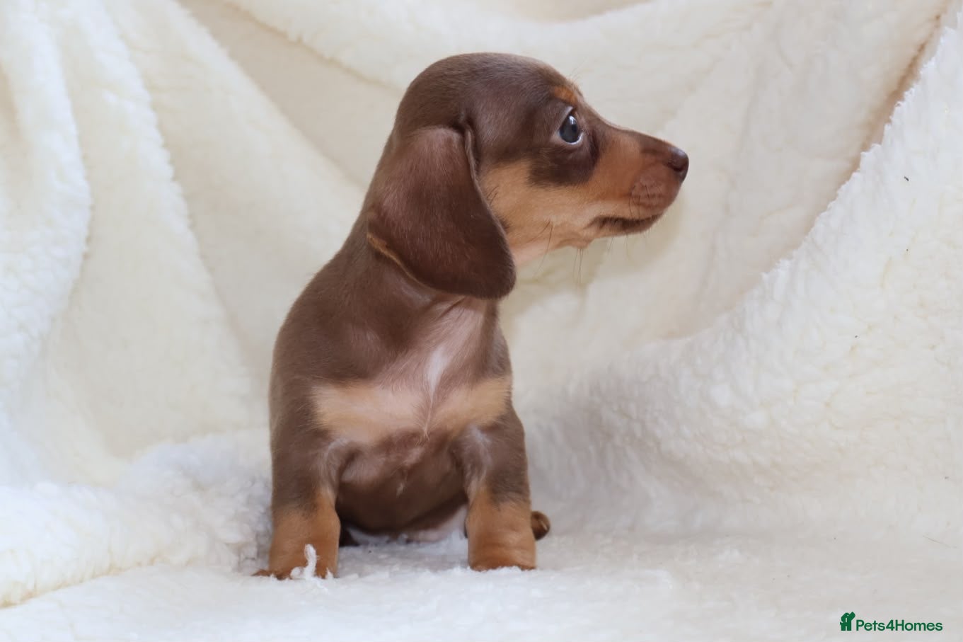 Miniature Dachshund dogs Miniature Dachshund  - Advert 2