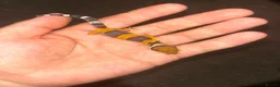 Leopard Gecko reptiles for sale: Leopard Geckos  - Advert 2