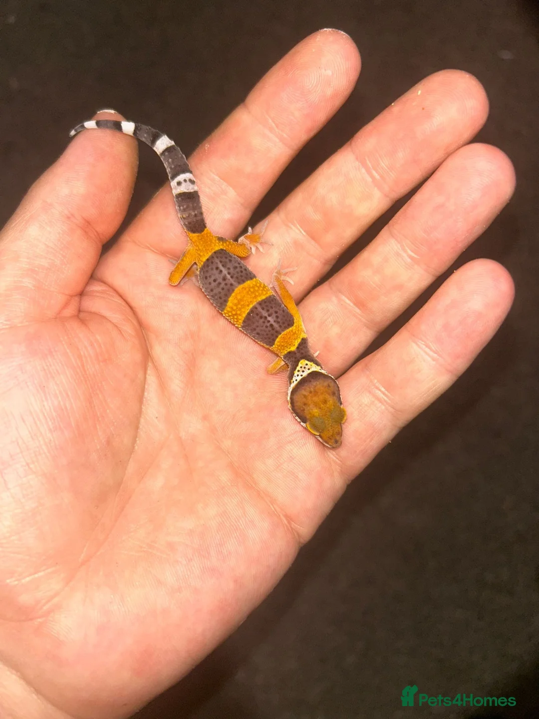 Leopard Gecko reptiles for sale: Leopard Geckos  - Advert 2