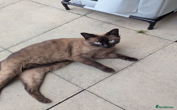 Burmese cats - Advert 5