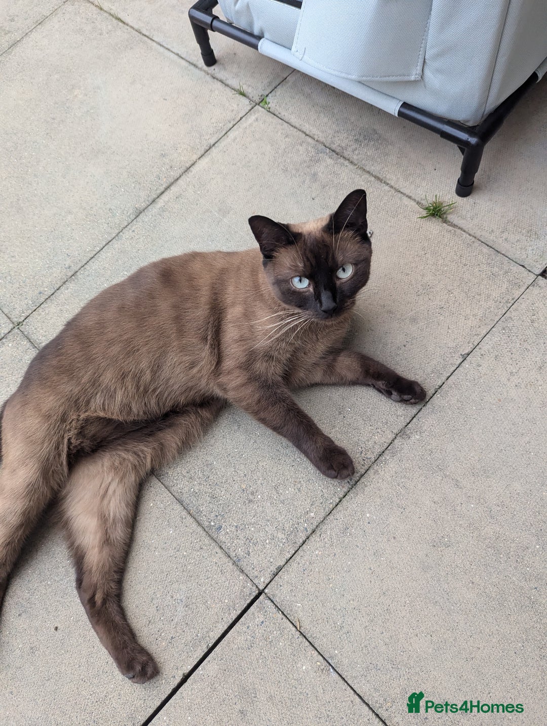 Burmese cats for sale: Freya - Image 1