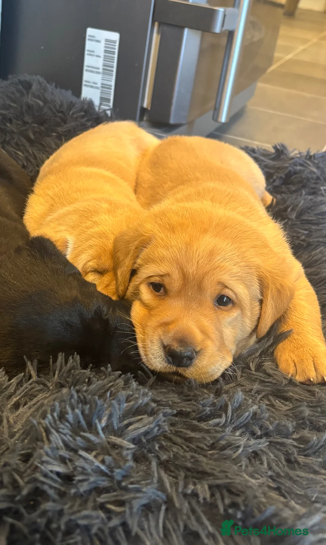 Labrador Retriever dogs for sale: Labrador Retrievers in Wrexham - Advert 11