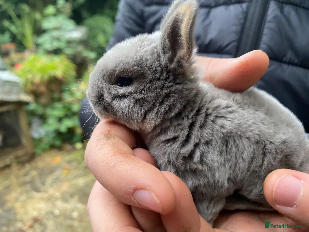 Rex rabbits for sale: Baby opal blue, showline, mini rex  - Advert 8