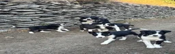 Border Collie dogs for sale: Beautiful pups - Advert 4