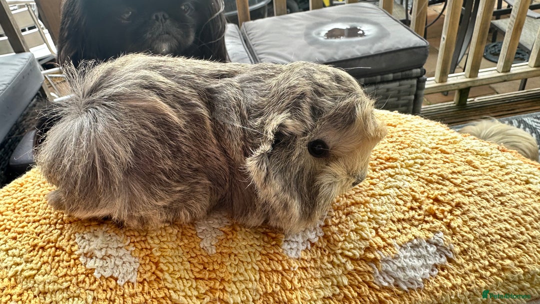 Guinea Pig rodents for sale: 2 Peruvian boar’s  in Wickford - Image 1