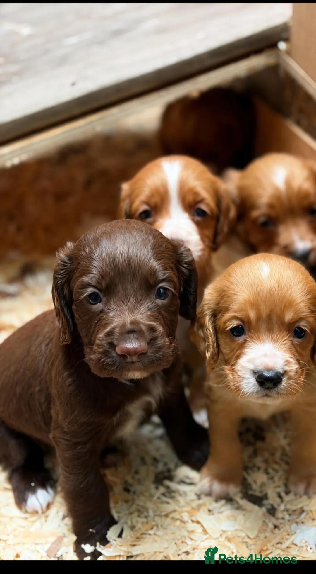 Cocker Spaniel dogs for sale: KC Working Cocker Spaniel Puppies - Advert 1