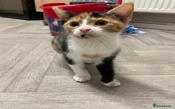 Mixed Breed cats for sale: Little Calico kitten! Pls read ad.. - Image 1