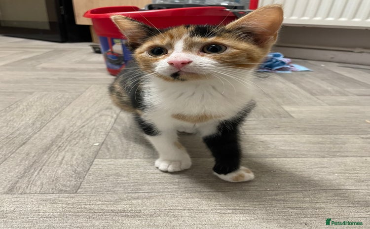 Mixed Breed cats - Advert 1