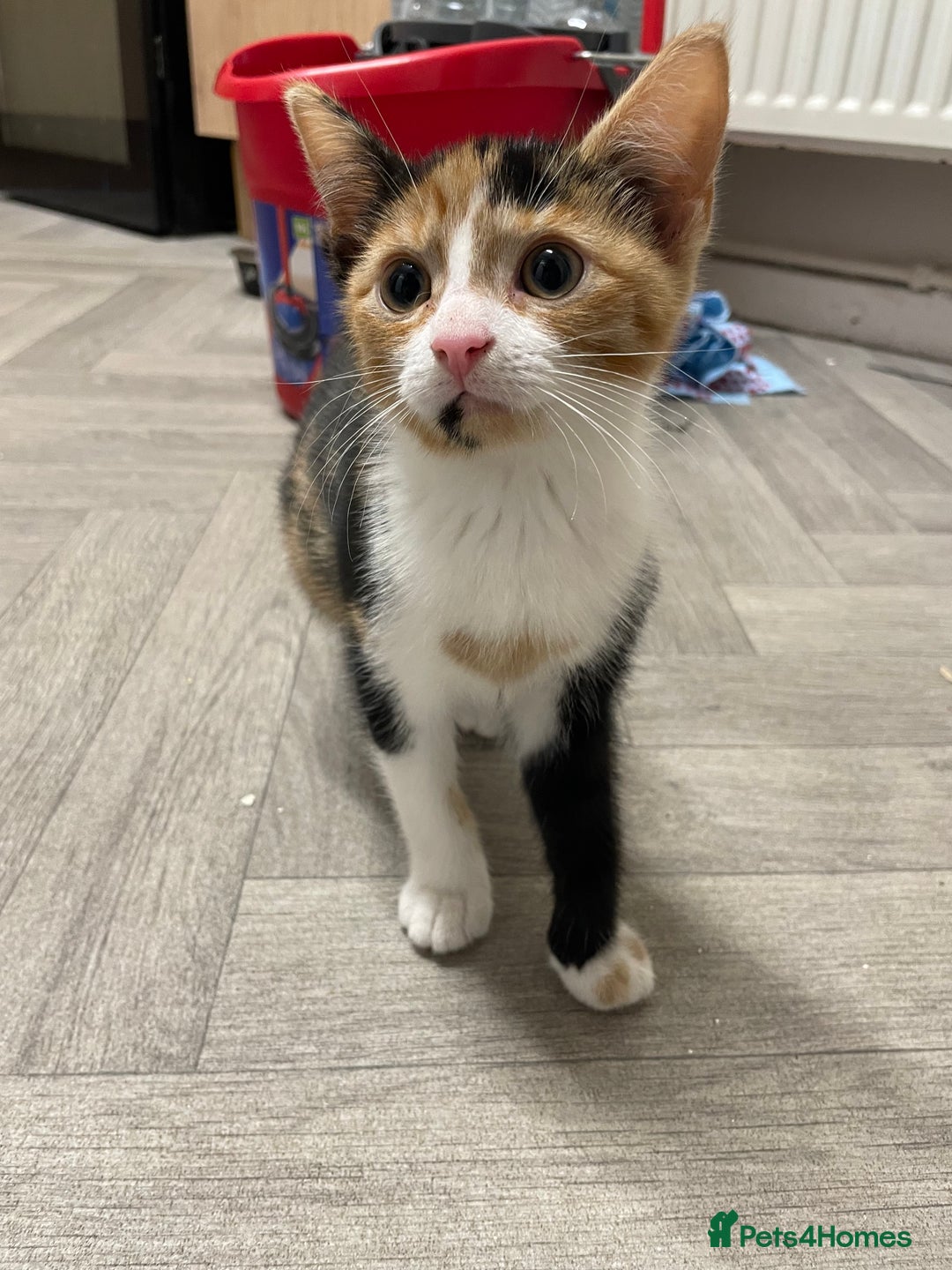 Mixed Breed cats for sale: Little Calico kitten! Pls read ad.. - Image 1