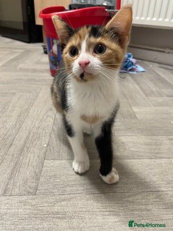 Mixed Breed cats - Advert 1