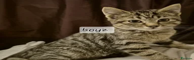 Mixed Breed Kitten 2