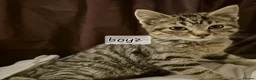 Mixed Breed cats for sale: Maincoon cross kittens ready to leave  - Advert 8