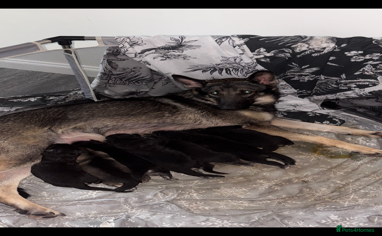 German Shepherd dogs - Advert 1