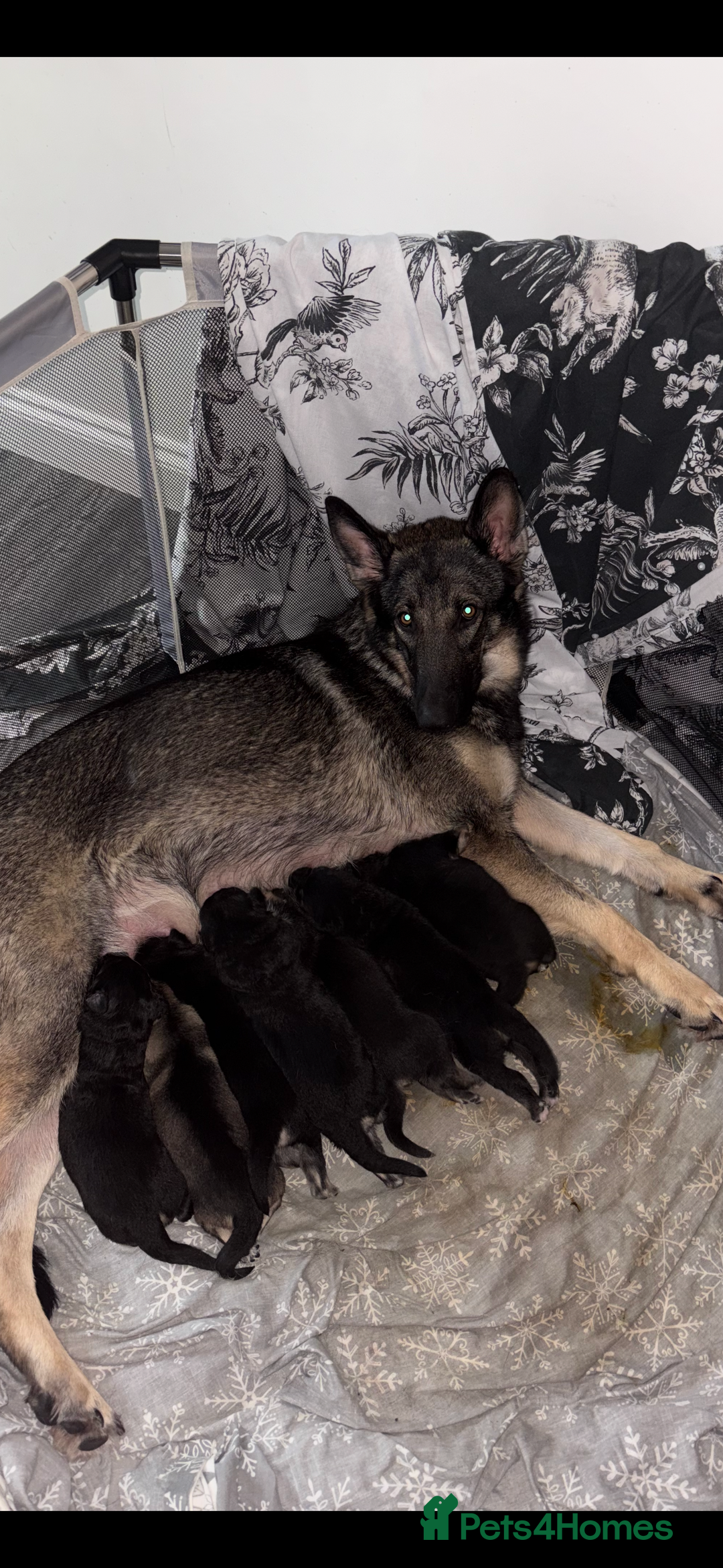 German Shepherd dogs for sale: German shepherd litter  - Image 1