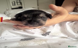 Miniature Schnauzer dogs for sale: Beautiful kc reg salt and pepper schnauzer - Advert 6
