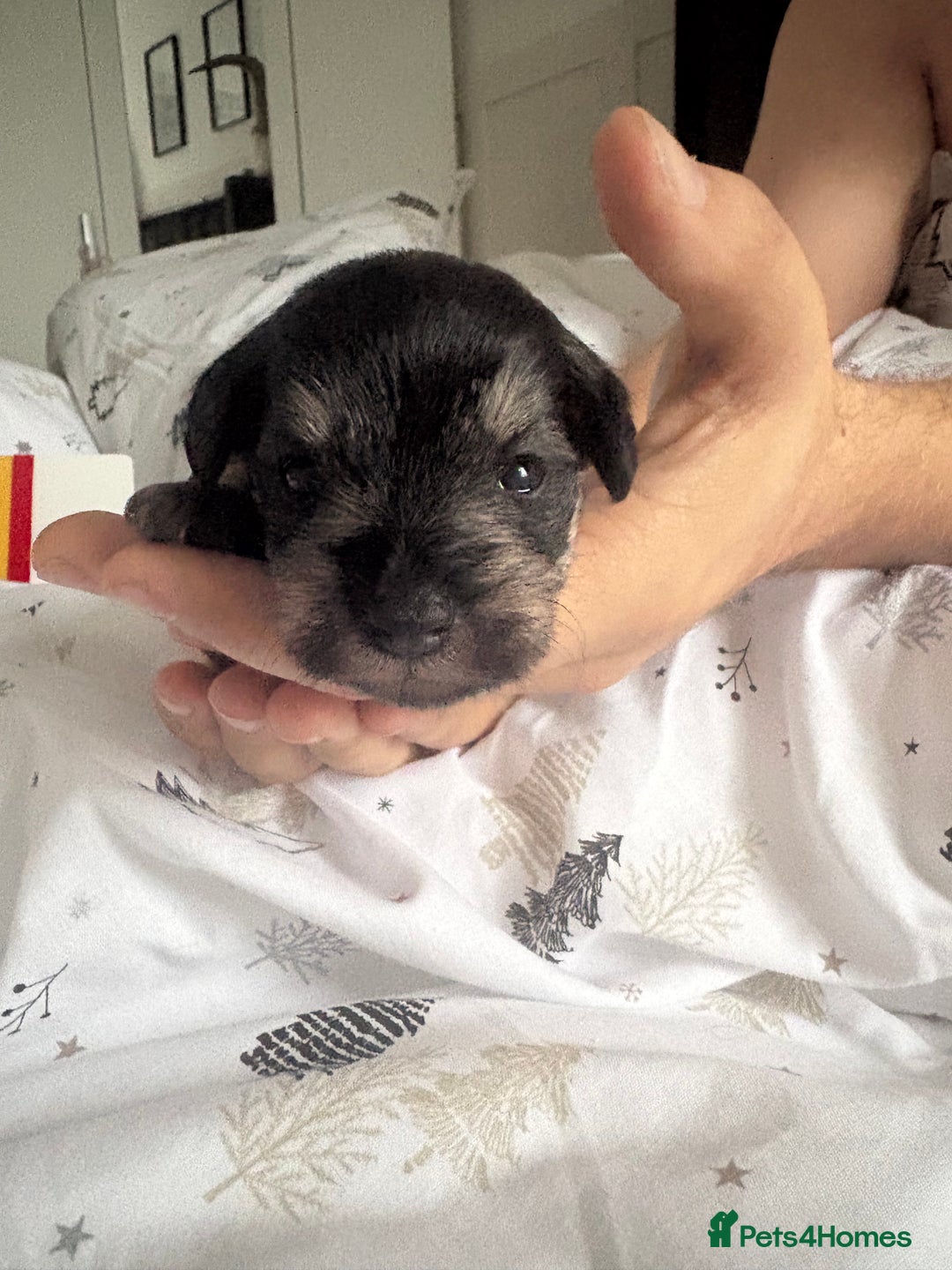 Miniature Schnauzer dogs for sale: Beautiful kc reg salt and pepper schnauzer - Advert 6