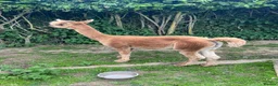 Alpaca livestock for sale: Huacaya Male Alpaca - Advert 4