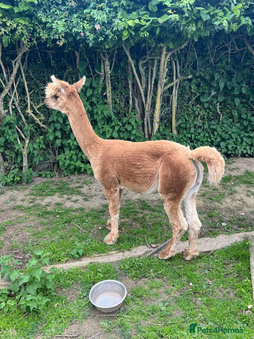 Alpaca livestock for sale: Huacaya Male Alpaca - Advert 4