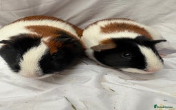 Guinea Pig rodents for sale: Bonded Male Guinea Pigs - Advert 6