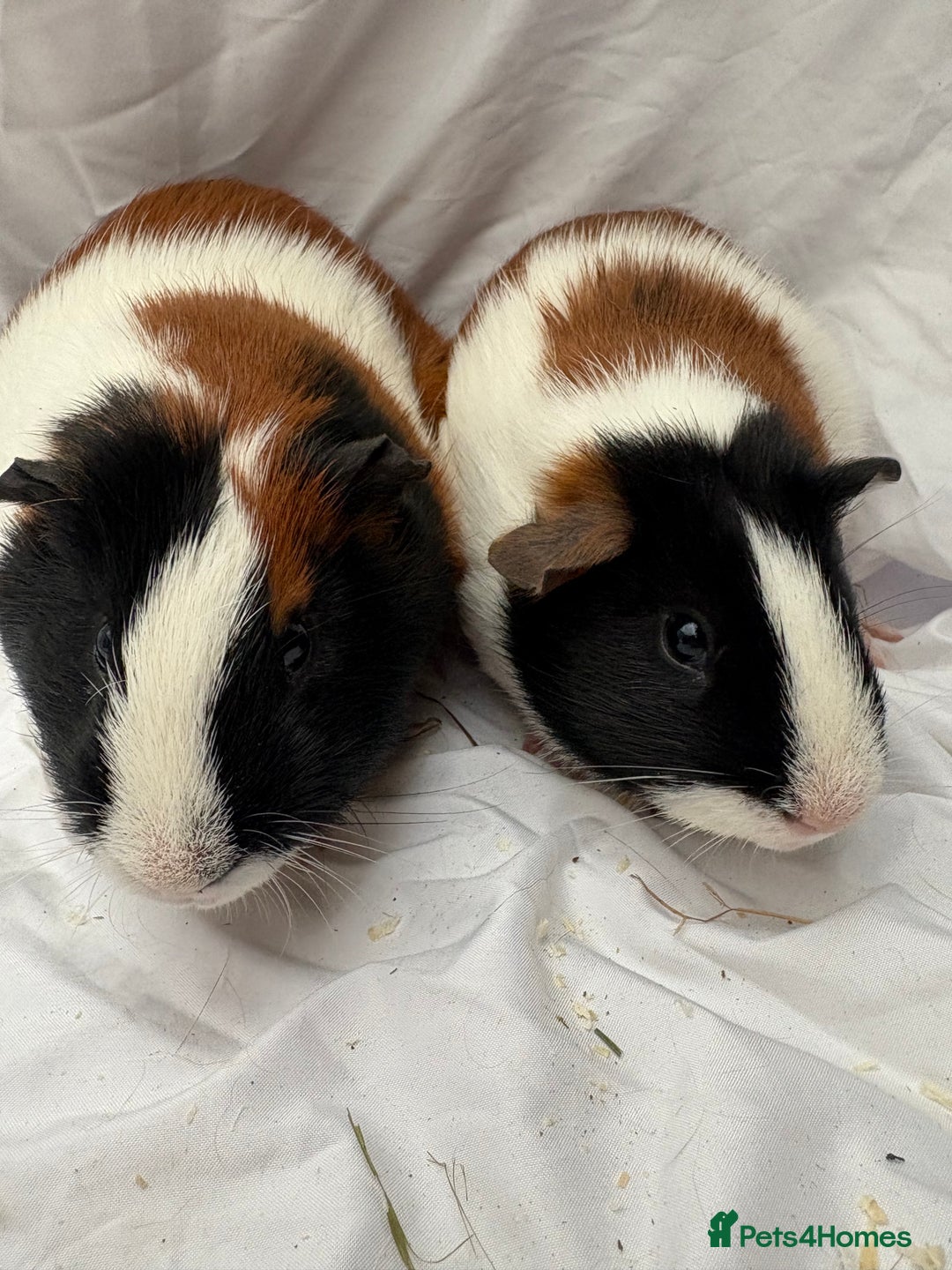 Guinea Pig rodents for sale: Bonded Male Guinea Pigs - Advert 6