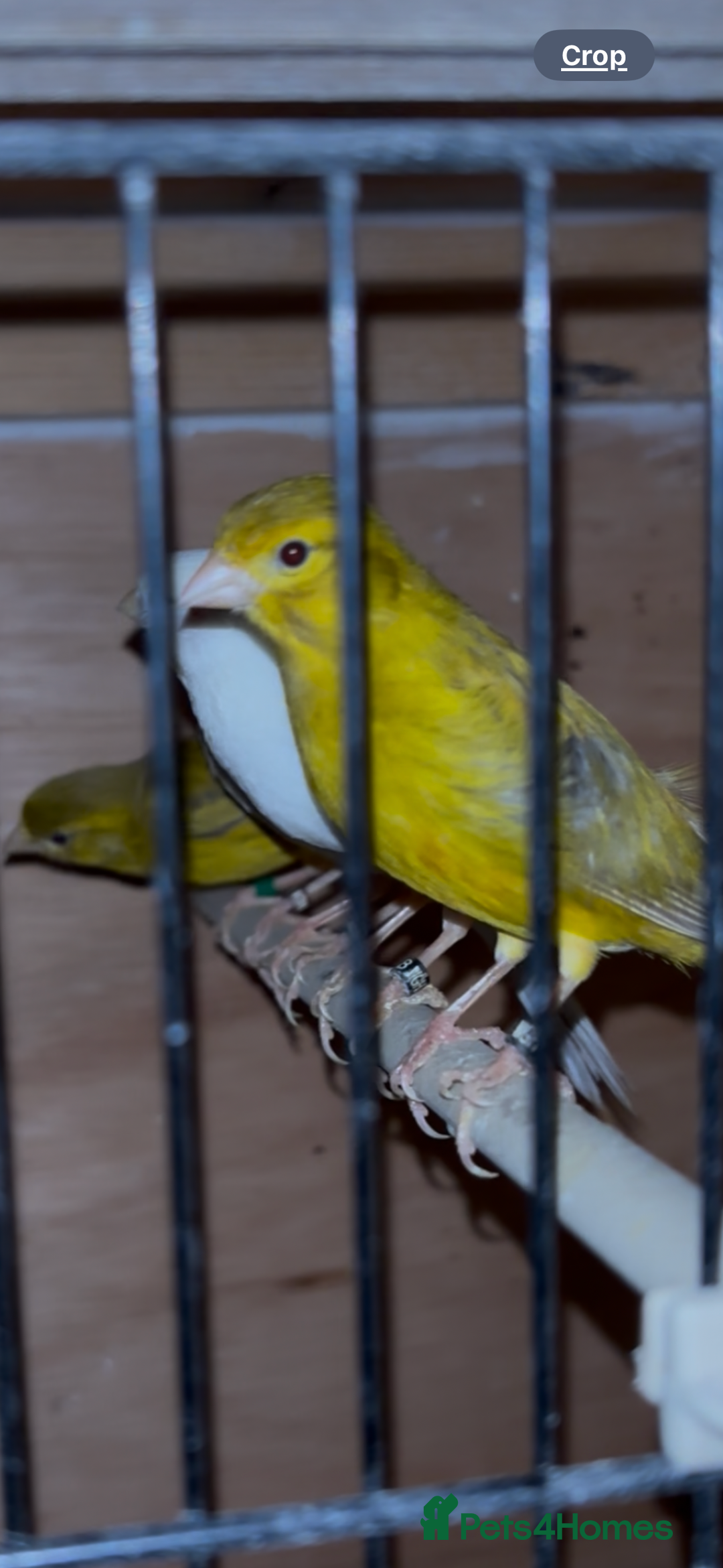 Canaries birds for sale: X11 Irish x4 red mosaic all 2025 and closed rung - Advert 5