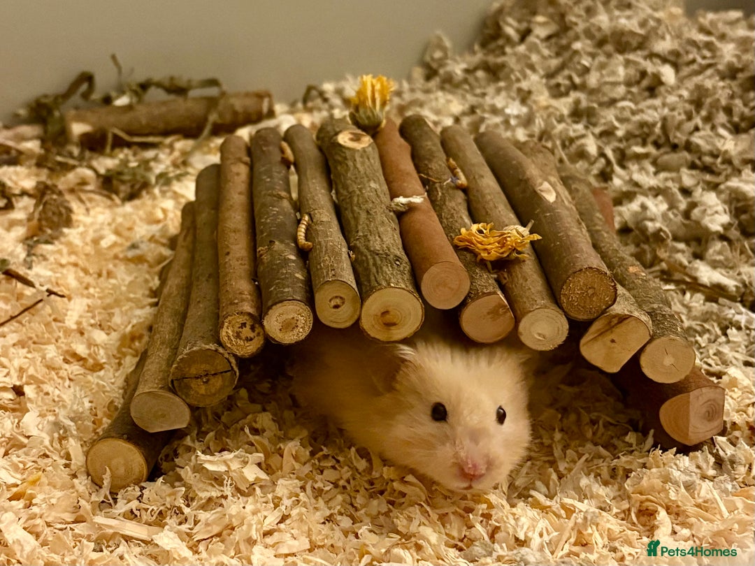 Hamster rodents for sale: Male long haired Syrian hamster - Advert 8