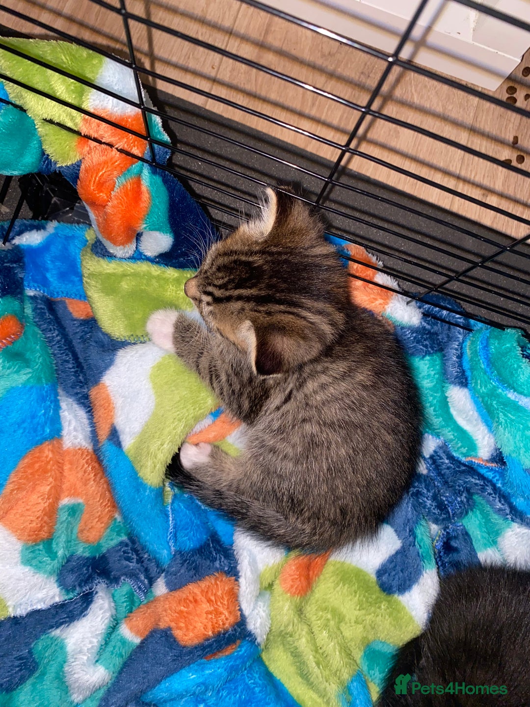 Bengal cats for sale: Litter of five stunning bengal/tabby mix kittens  - Image 19