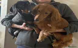 Dachshund dogs for sale: Adorable miniature dachshunds - Advert 2
