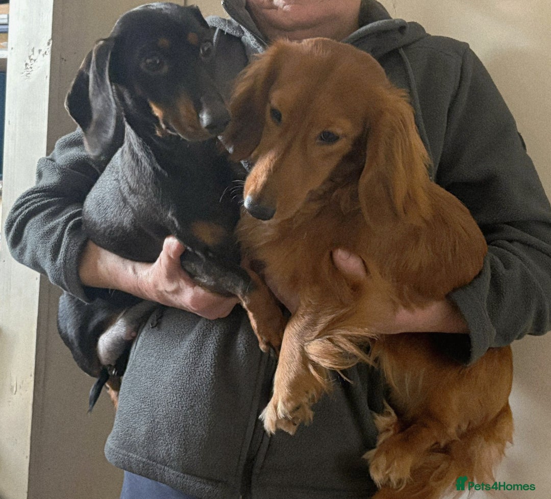 Dachshund dogs for sale: Adorable miniature dachshunds - Advert 2